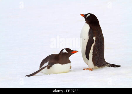 Gentoo pingouin (Pygoscelis papua), deux pingouins dans la neige, l'Antarctique, des îles Malouines, l'île de sirènes Banque D'Images