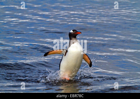 Gentoo pingouin (Pygoscelis papua), laissant la mer, l'Antarctique, des îles Malouines, l'île de sirènes Banque D'Images