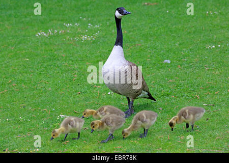 Bernache du Canada (Branta canadensis), avec cinq poussins dans un pré, Allemagne Banque D'Images