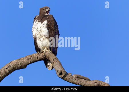 (Polemaetus bellicosus martial eagle, Hieraaetus bellicosus), assis sur une branche d'appeler, Kenya, Masai Mara National Park Banque D'Images