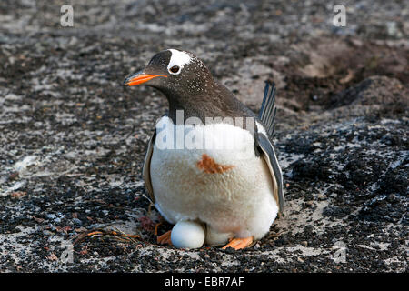 Gentoo pingouin (Pygoscelis papua), l'élevage, l'Antarctique, des îles Malouines, l'île de sirènes Banque D'Images