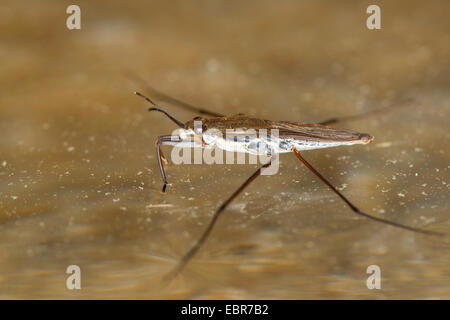 La patineuse de l'étang de l'eau, étang, strider (Gerris lacustris), sur la surface de l'eau, Allemagne Banque D'Images