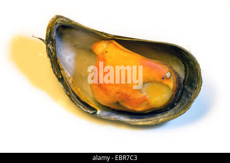 La moule bleue, bay mussel, Moule commune commune, la moule bleue (Mytilus edulis), blue shell avec pearl, Norvège, Troms Banque D'Images