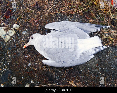 Goéland argenté (Larus argentatus), Dead herring gull, Norvège, Troms, Tromsoe Banque D'Images