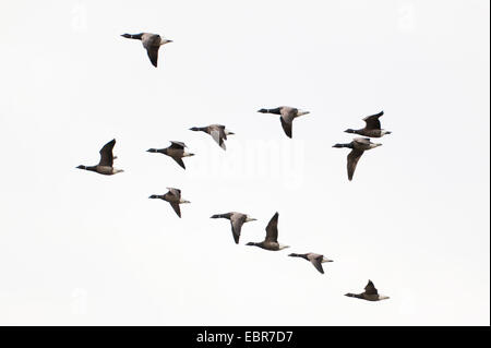 La Bernache cravant (Branta bernicla), troupeau de brent geese flying, ALLEMAGNE, Basse-Saxe, Spiekeroog Banque D'Images