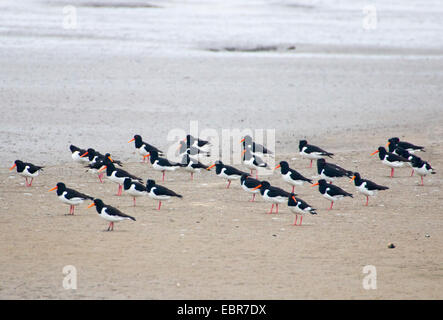 Palaearctic huîtrier pie (Haematopus ostralegus), l'huîtrier pie au repos sur la plage, l'ALLEMAGNE, Basse-Saxe, 1, Spiekeroog Banque D'Images