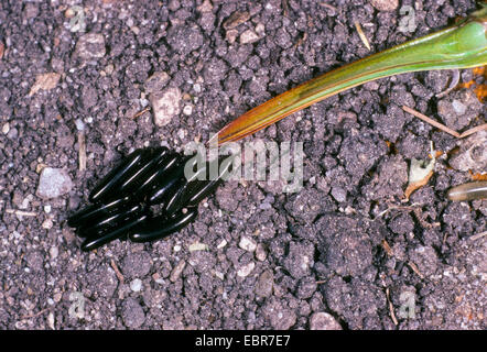 Grande Charte verte (Tettigonia viridissima) bushcricket, les œufs avec l'ovipositeur de femme, Allemagne Banque D'Images