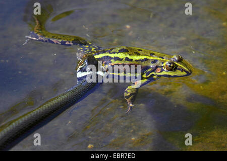 Couleuvre à collier (Natrix natrix), a attrapé une grenouille grenouille comestible européen commun, grenouille comestible, Allemagne, Mecklembourg-Poméranie-Occidentale Banque D'Images