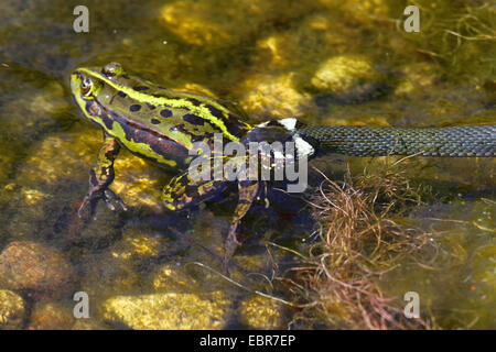 Couleuvre à collier (Natrix natrix), a attrapé une grenouille grenouille comestible européen commun, grenouille comestible, Allemagne, Mecklembourg-Poméranie-Occidentale Banque D'Images