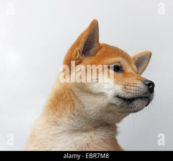 Shiba Inu (Canis lupus f. familiaris), dix semaines chiot, Allemagne Banque D'Images