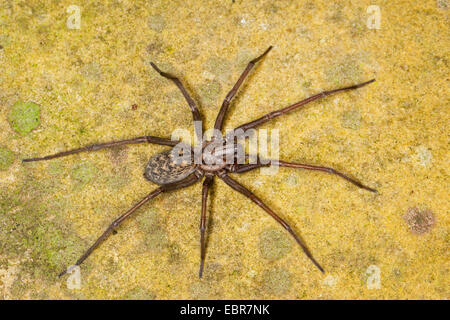 Maison Européenne géant, giant spider araignée des maisons, maison plus grande araignée, araignée araignée (Tegenaria gigantea, Tegenaria atrica), Femme, Allemagne Banque D'Images