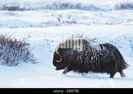 Le boeuf musqué (Ovibos moschatus), la course à travers la neige, la Norvège, le Parc National de Dovrefjell Sunndalsfjella Banque D'Images