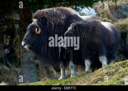 Le boeuf musqué (Ovibos moschatus), avec juvenil en sol rocheux, la Suède, le Parc National de Hamra Banque D'Images