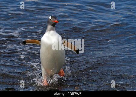 Gentoo pingouin (Pygoscelis papua), laissant la mer, l'Antarctique, des îles Malouines, l'île de sirènes Banque D'Images