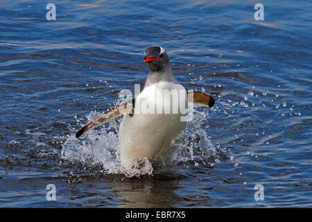 Gentoo pingouin (Pygoscelis papua), laissant la mer, l'Antarctique, des îles Malouines, l'île de sirènes Banque D'Images