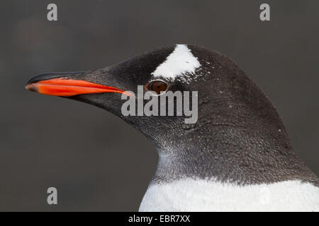 Gentoo pingouin (Pygoscelis papua), portrait, Antarctique, îles Falkland Banque D'Images