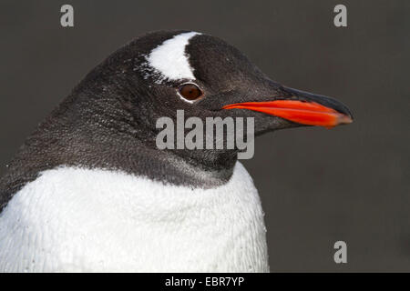 Gentoo pingouin (Pygoscelis papua), portrait, Antarctique, îles Falkland, îles Falkland Inseln Banque D'Images