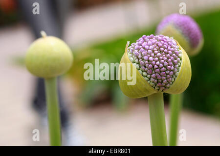 L'allium (Allium spec.), l'ouverture d'inflorescence, Allemagne, Rhénanie du Nord-Westphalie Banque D'Images