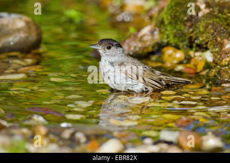 Blackcap (Sylvia atricapilla), homme se baignant dans un ruisseau, Allemagne Banque D'Images