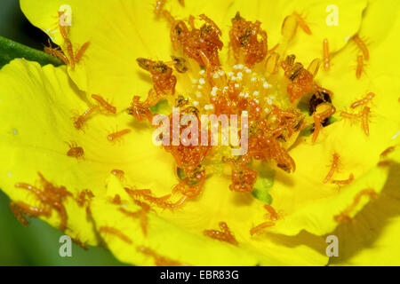 Scarabée d'huile, l'huile noire (Meloe proscarabaeus), larves en attente d'abeilles sauvages dans une fleur, Allemagne Banque D'Images