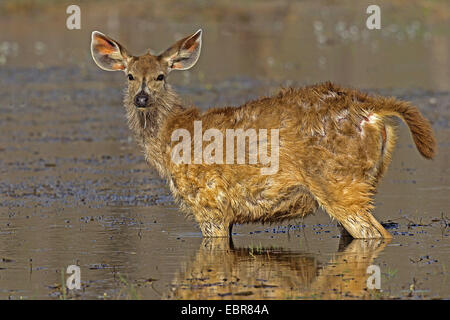 Cerfs Sambar, Sambar (Rusa unicolor, Cervus unicolor), Sambar faon dans l'eau peu profonde, l'Inde, Ranthambhore Banque D'Images