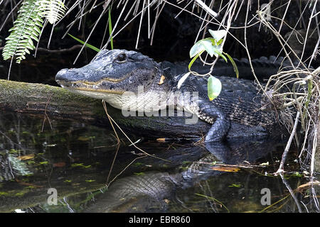 Alligator Alligator mississippiensis (), allongé sur un oversturned arbre dans l'eau, USA, Floride, le Parc National des Everglades Banque D'Images