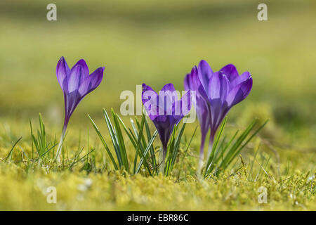 Crocus Crocus du printemps, néerlandais (Crocus vernus, Crocus neapolitanus), dans un pré avec des gouttes, Allemagne Banque D'Images