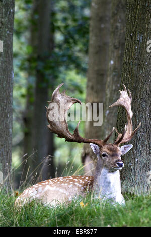 Le daim (Dama dama, Cervus dama), daim blanc en forêt, le Danemark, l'Europe, Danemark Banque D'Images