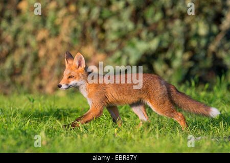 Le renard roux (Vulpes vulpes) renard, les jeunes grâce à son allant accueil gamme, l'ALLEMAGNE, Basse-Saxe Banque D'Images