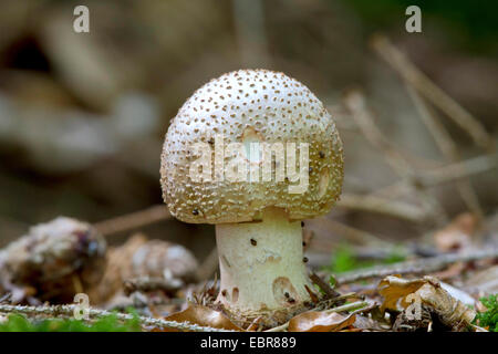 Le blush (Amanita rubescens), les jeunes Le blush, Allemagne Banque D'Images