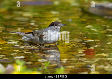 Blackcap (Sylvia atricapilla), homme se baignant dans un ruisseau, Allemagne Banque D'Images