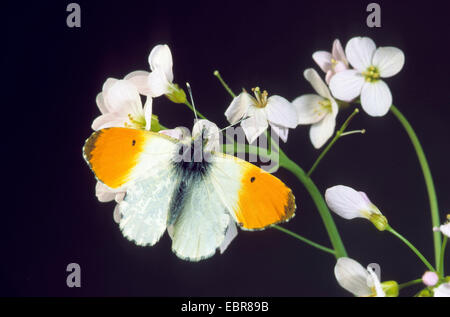 Orange-tip (Anthocharis cardamines), homme sur Cardamine pratensis, Allemagne Banque D'Images