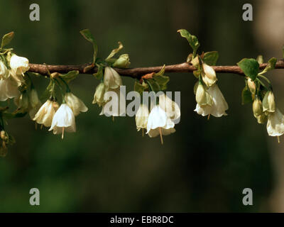 Silverbell Halesia Carolina (Caroline), Direction générale de la floraison Banque D'Images