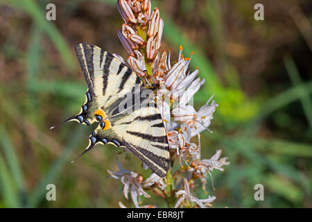 Machaon swallowtail kite, rares (Iphiclides podalirius), sur une inflorescence Banque D'Images