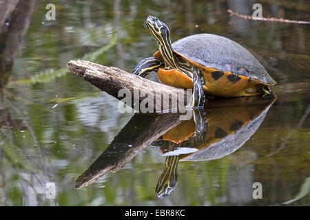 Tortue de Floride Floride, ventre rouge Red-bellied tortue Pseudemys rubriventris (nelsoni, Chrysemys, Pseudemys nelsoni nelsoni), allongé sur une branche sur un étang, USA, Floride, le Parc National des Everglades Banque D'Images