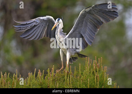 Héron cendré (Ardea cinerea), a atterri sur un pin, l'Autriche, le parc national de Neusiedler See Banque D'Images