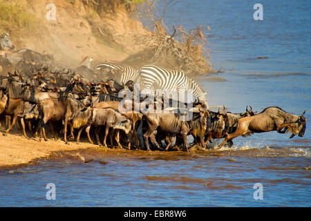 Le Gnou bleu, chat blanc, gnu-gnou barbu (Connochaetes taurinus), grand troupeau de gnous traversant la rivière, Parc National de Masai Mara Banque D'Images