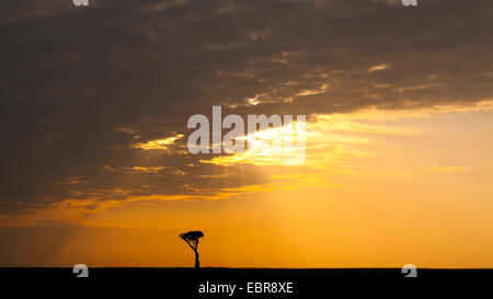 Seul arbre dans les savanes au lever du soleil, Kenya, Masai Mara National Park Banque D'Images