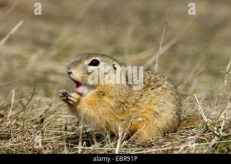 Spermophile européenne, European suslik, souslik d'Europe (Spermophilus citellus Citellus citellus,), l'alimentation, de l'Autriche, Burgenland Banque D'Images