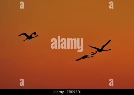 Flamant rose, American flamingo, Caraïbes Flamingo (Phoenicopterus ruber ruber), trois flamants roses dans le ciel du soir, USA, Floride, le Parc National des Everglades Banque D'Images