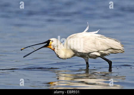 La spatule blanche (Platalea leucorodia), la capture de proies, l'Autriche, le parc national de Neusiedler See Banque D'Images