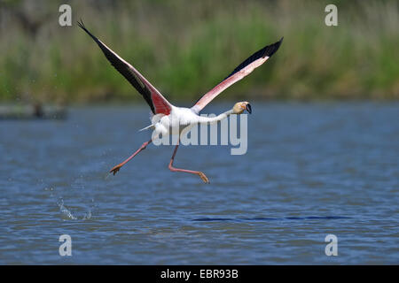 Flamant rose, American flamingo, Caraïbes Flamingo (Phoenicopterus ruber ruber), s'envoler, USA, Floride, le Parc National des Everglades Banque D'Images