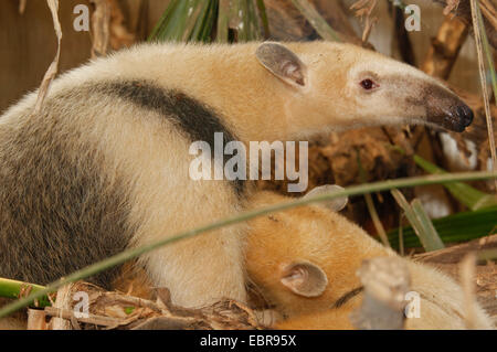 Le sud de Tamandua Tamanoir Tamandua (Collier ou tetradactyla) Banque D'Images