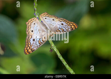 Anartia jatrophae Peacock (blanc), sur une pousse Banque D'Images