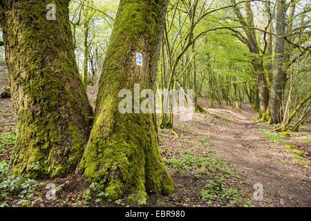 Le chêne commun, le chêne pédonculé, chêne pédonculé (Quercus robur), chênes moussus à un sentier de randonnée avec panneau Neckarsteig, Allemagne, Bade-Wurtemberg, Neckarsteig, Naturpark Neckartal-Odenwald Banque D'Images