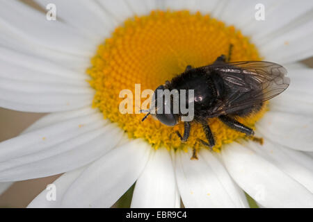 Narcisse mouche mouche, une plus grande, grande, grande mouche Narcisse fly (Merodon equestris), sur la marguerite, Allemagne Banque D'Images