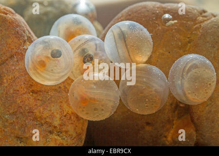 L'ombre (Thymallus thymallus), les œufs avec les larves visibles entre les cailloux, Allemagne Banque D'Images