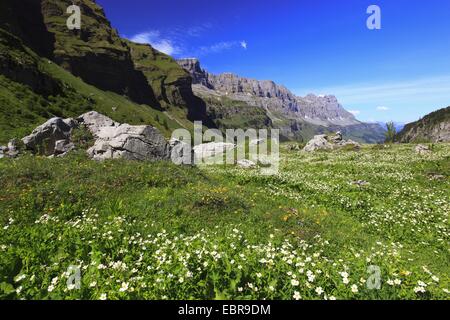 À FEUILLES D'aconit (Ranunculus aconitifolius), la montagne en fleurs prairie au Klausenpass, Suisse, Uri, Urnerboden Banque D'Images
