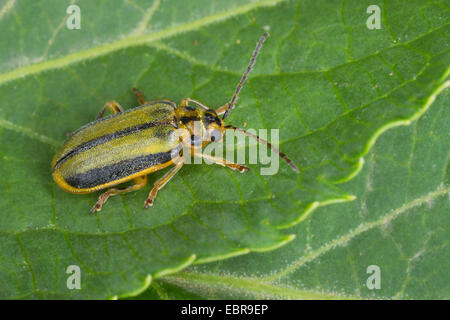 Elm-leaf beetle, Orme du coléoptère, de l'Orme (Leaf-Beetle Xanthogaleruca luteola, Galeruca luteola Chrysomèle, luteola), sur une feuille, Allemagne Banque D'Images