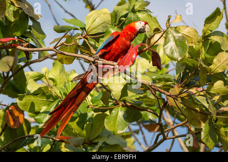 Ara rouge (Ara macao), assis sur un arbre, le Costa Rica Banque D'Images
